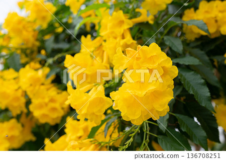 ibrant yellow elder flowers blooming in a lush green garden ibrant yellow elder flowers blooming in a lush green garden 136708251