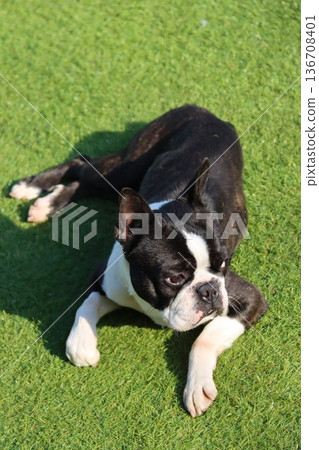 Mighty the Boston terrier lies down on the artificial turf and gazes cutely Mighty the Boston terrier lies down on the artificial turf and gazes cutely 136708401