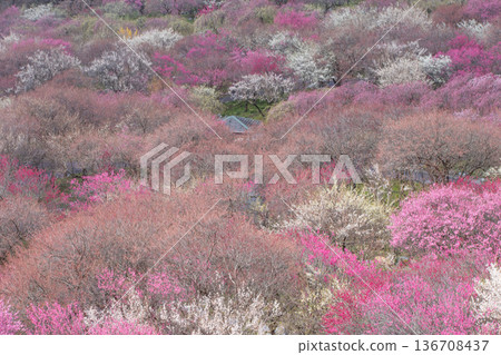 紅白梅花 136708437