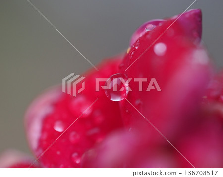 Sparkling drops of water on a rose Sparkling drops of water on a rose 136708517