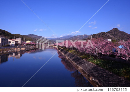 Kawazu cherry tree Kawazu cherry tree 136708555