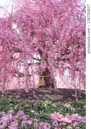 陽光下的垂枝梅花 陽光下的垂枝梅花 136708827
