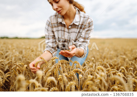 A young woman farmer sorts through golden ripe ears of wheat in the field. Gardening concept. A young woman farmer sorts through golden ripe ears of wheat in the field. Gardening concept. 136708835