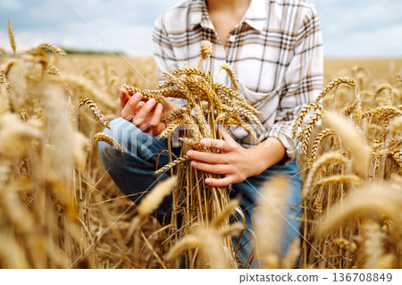 A young woman farmer sorts through golden ripe ears of wheat in the field. Gardening concept. A young woman farmer sorts through golden ripe ears of wheat in the field. Gardening concept. 136708849