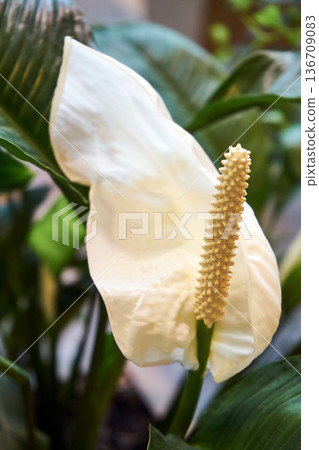 White spathiphyllum wallisii flower with a spadix. Indoor houseplant known as peace lily. Lush green leaves botanical detail. 136709083