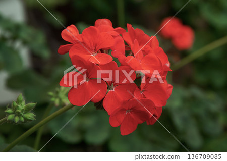 Red pelargonium inquinans blooming a beautiful flower cluster. Vibrant geranium close up blossom for gardening and spring concept. Red pelargonium inquinans blooming a beautiful flower cluster. Vibrant geranium close up blossom for gardening and spring concept. 136709085
