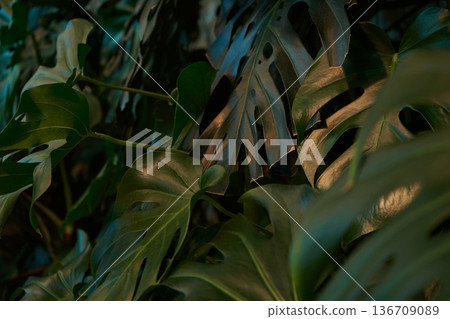 Close up of green tropical monstera deliciosa leaves with dark background. Natural plant pattern for background or wallpaper. Botanical garden nature. 136709089