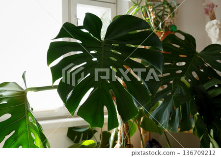 Large monstera leaves before plant care process in home rehabilitation setting Large monstera leaves before plant care process in home rehabilitation setting 136709212
