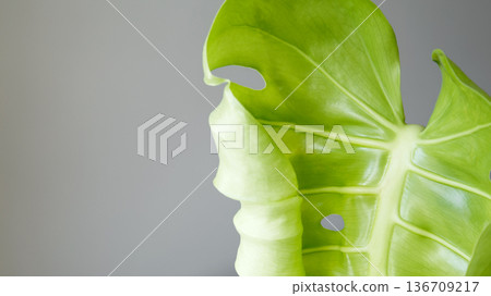 New growth of monstera plant with rich green tone and organic texture New growth of monstera plant with rich green tone and organic texture 136709217