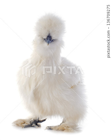 silkie bantam in studio silkie bantam in studio 136709275