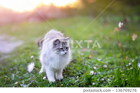 birman cat in nature birman cat in nature 136709276
