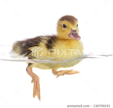 duckling in studio 136709281