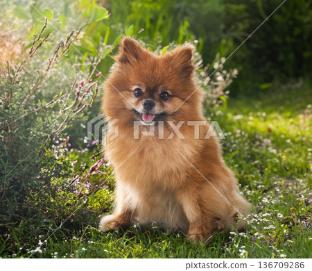 young pomeranian in nature young pomeranian in nature 136709286