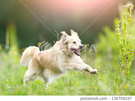 obedience training with a golden retriever 136709287