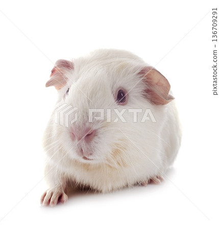 guinea pig in studio guinea pig in studio 136709291