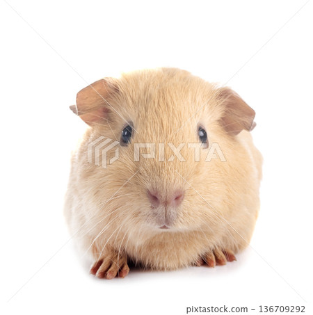 guinea pig in studio guinea pig in studio 136709292