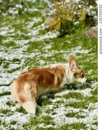 Happy red-haired corgi on a walk. High quality photo Happy red-haired corgi on a walk. High quality photo 136709392
