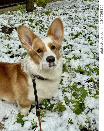 Happy red-haired corgi on a walk. High quality photo 136709393