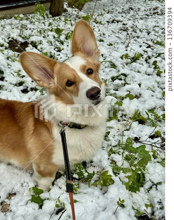 Happy red-haired corgi on a walk. High quality photo Happy red-haired corgi on a walk. High quality photo 136709394
