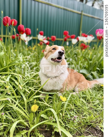 Happy red-haired corgi on a walk. High quality photo Happy red-haired corgi on a walk. High quality photo 136709395