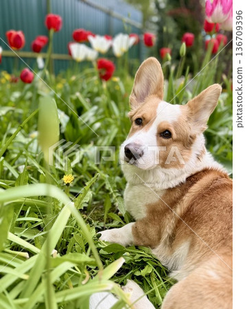 Happy red-haired corgi on a walk. High quality photo Happy red-haired corgi on a walk. High quality photo 136709396
