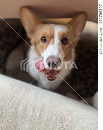 Cute happy corgi close-up sitting at home. High quality photo 136709397