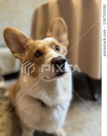 Cute happy corgi close-up sitting at home. High quality photo 136709398