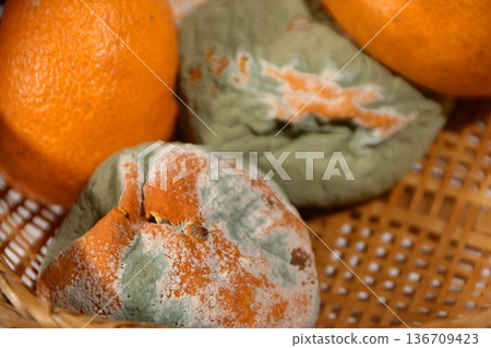 Rotten mandarin orange Rotten mandarin orange 136709423