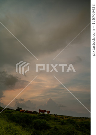 Cows walking on the meadow 136709438