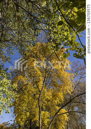 beautiful changes in nature during the autumn cold snap and a change in the color of the foliage of trees 136709575