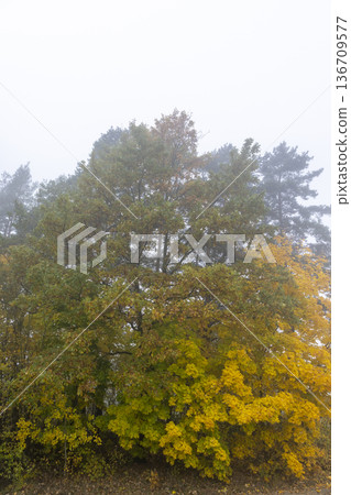 maples with yellowed autumn foliage growing at the edge of the field in foggy weather 136709577