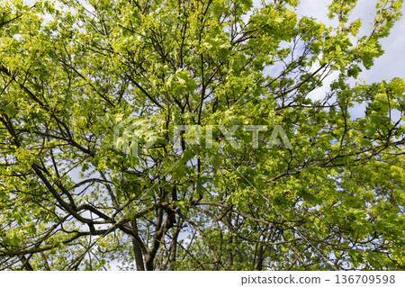 the first green foliage on trees in the spring season during the flowering of the maple tree, a large number of green foliage and green flowers on the branches of the tree in warm spring weather the first green foliage on trees in the spring season during the flowering of the maple tree, a large number of green foliage and green flowers on the branches of the tree in warm spring weather 136709598