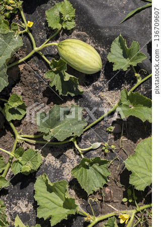 a small green melon grown in a cold climate in the open ground without a greenhouse, growing thermophilic plants in a cold climate in Europe, the fruit is small and grows in the field 136709607