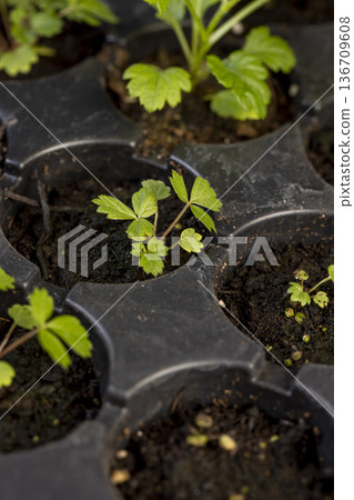 fresh strawberry or wild strawberry sprouts grown in a plastic tray with fertile soil for seedlings, filled with a plastic tray with new strawberry seedlings for planting in the field 136709608