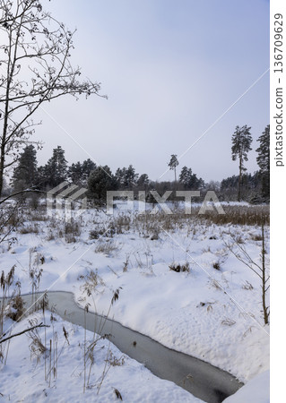 a winter landscape with a mixed forest and a field completely covered with snow and snowdrifts and a small river completely frozen 136709629