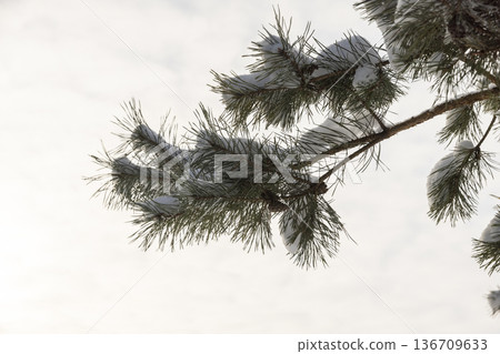 old pines with frozen needles and paws completely covered with snow, part of the trees against the sky after snowfalls and frosts with great cold and frost old pines with frozen needles and paws completely covered with snow, part of the trees against the sky after snowfalls and frosts with great cold and frost 136709633