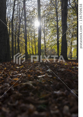 maple foliage in autumn in sunny weather, big changes in the forest on maple trees in autumn, the sun shines through the trees and shines through the yellow foliage 136709638