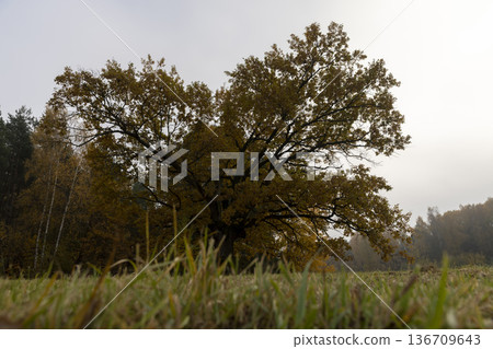 yellow and orange foliage of an oak tree growing in the field during the autumn , cloudy weather in mid-autumn before leaf fall 136709643