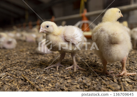 yellow chickens in a large poultry farm, a large number of young yellow-downed chickens in a poultry farm, a breed of chicken broiler for poultry meat production yellow chickens in a large poultry farm, a large number of young yellow-downed chickens in a poultry farm, a breed of chicken broiler for poultry meat production 136709645