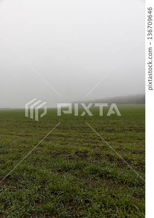 wet green wheat at the beginning of winter, frost-resistant shoots of green wheat covered with dew drops wet green wheat at the beginning of winter, frost-resistant shoots of green wheat covered with dew drops 136709646
