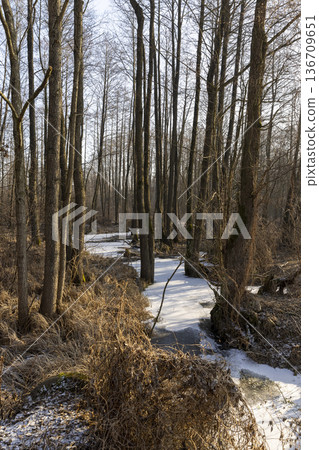 a swamp covered with snow and ice in winter, a large number of trees growing in a swampy area in winter, blue sky and sunny weather 136709651