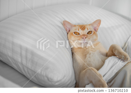 Cat lying on pillow 136710210