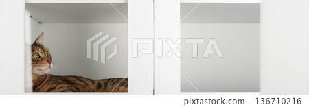 Bengal cat inside cupboard Bengal cat inside cupboard 136710216
