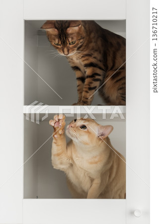 Bengal and Burmese cats cabinet Bengal and Burmese cats cabinet 136710217
