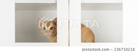 Burmese cat inside cabinet Burmese cat inside cabinet 136710218