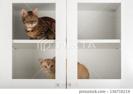 Bengal and Burmese cats cabinet Bengal and Burmese cats cabinet 136710219