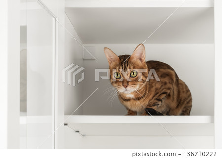 Bengal cat inside cabinet 136710222
