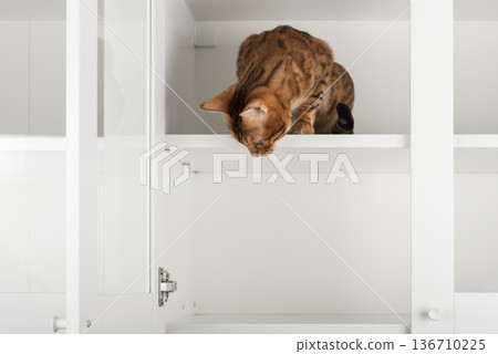 Bengal cat on cabinet shelf Bengal cat on cabinet shelf 136710225