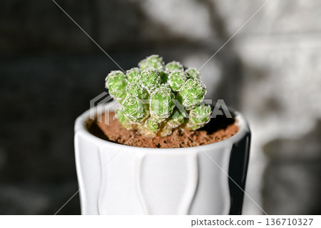 Cactus Silver Ball Cactus Silver Ball 136710327