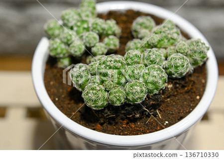 Cactus Silver Ball 136710330
